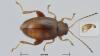 Longitarsus luridus
